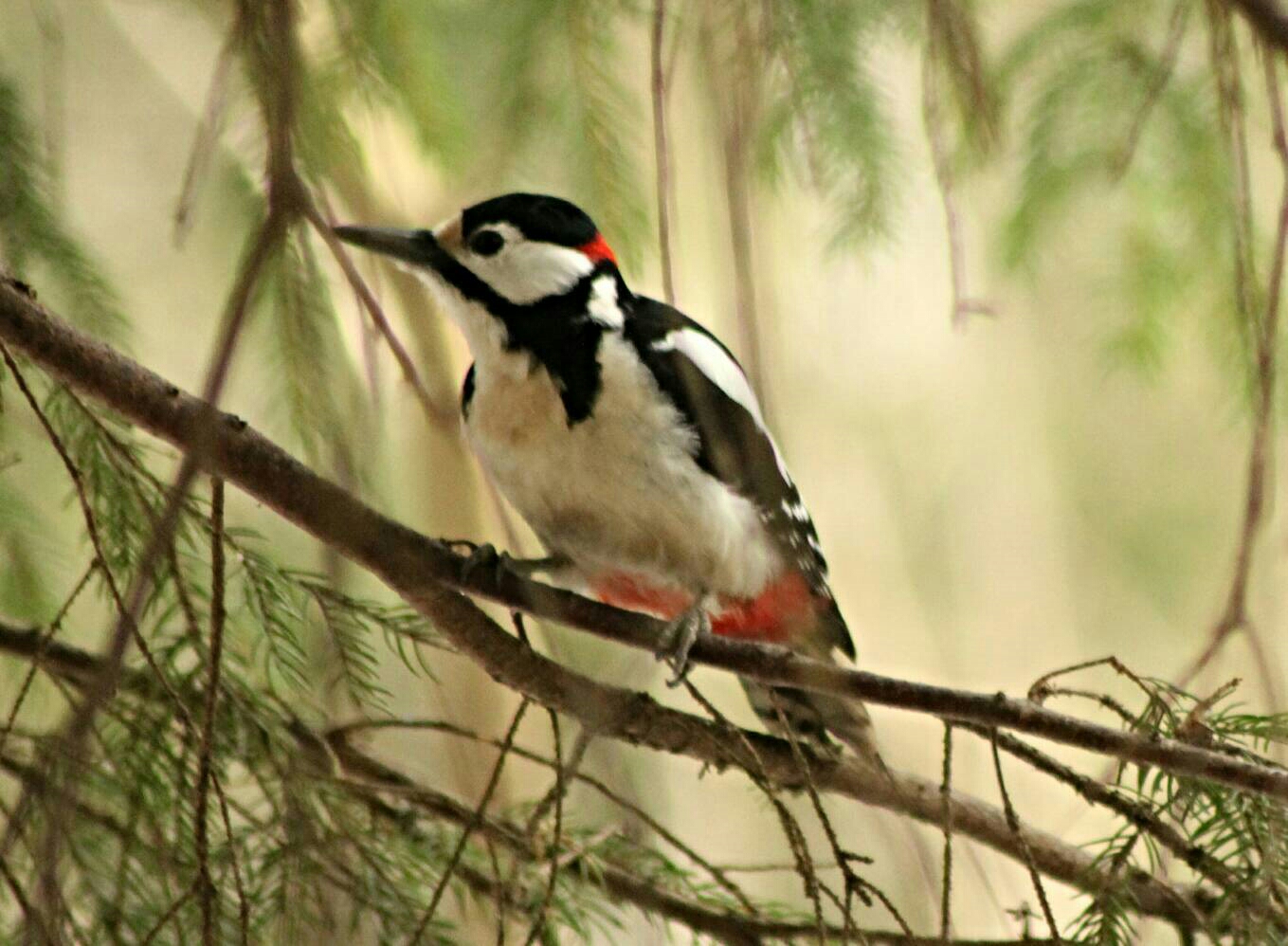 Valokuvaaja: Miia Pesu