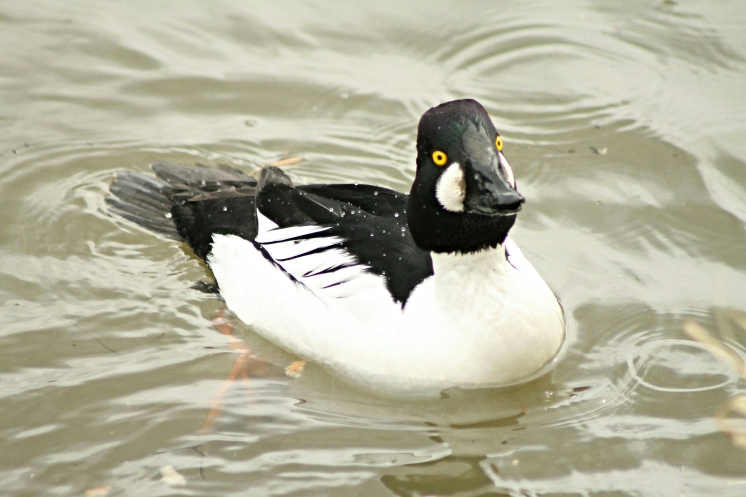 Valokuvaaja: Miia Pesu