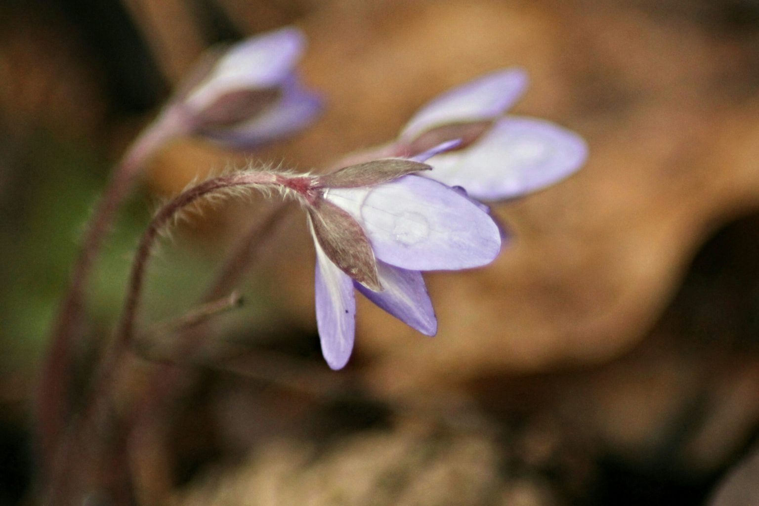Valokuvaaja: Miia Pesu