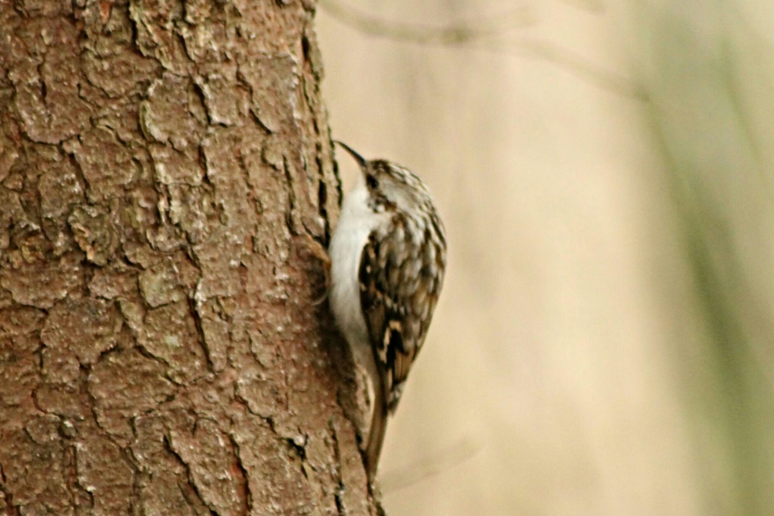 Valokuvaaja: Miia Pesu