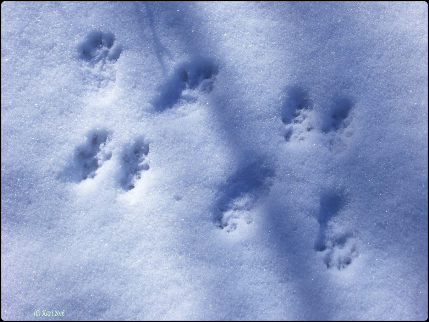 Valokuvaaja: Kari Saarinen