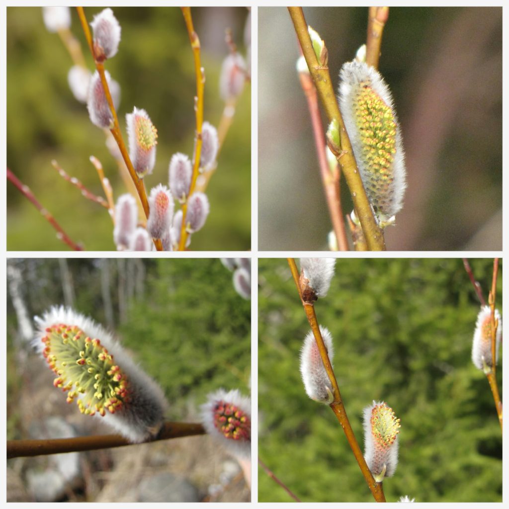 Valokuvaaja: Tuula Makkonen