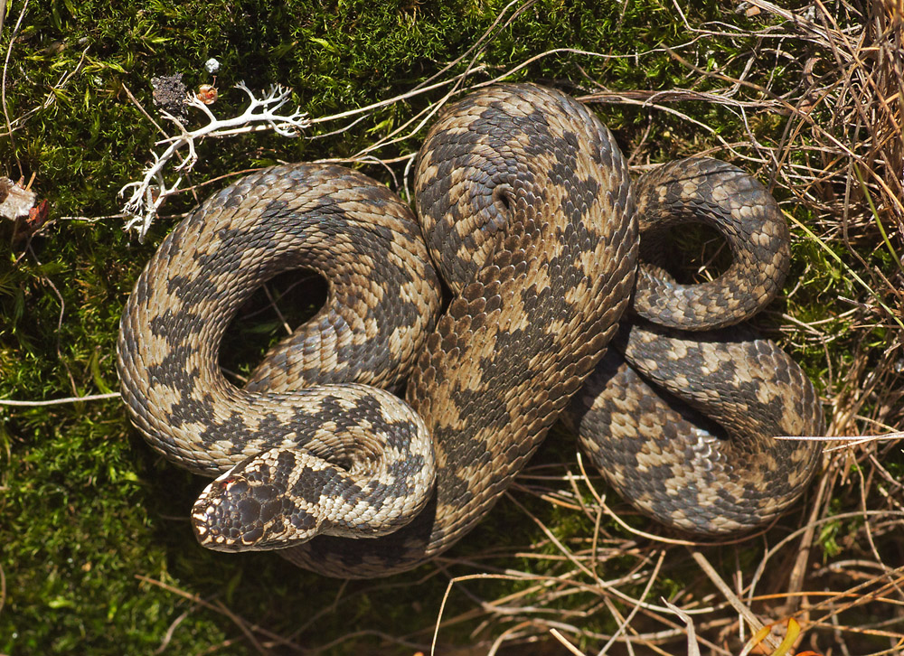 Valokuvaaja: Anna-Liisa Pirhonen