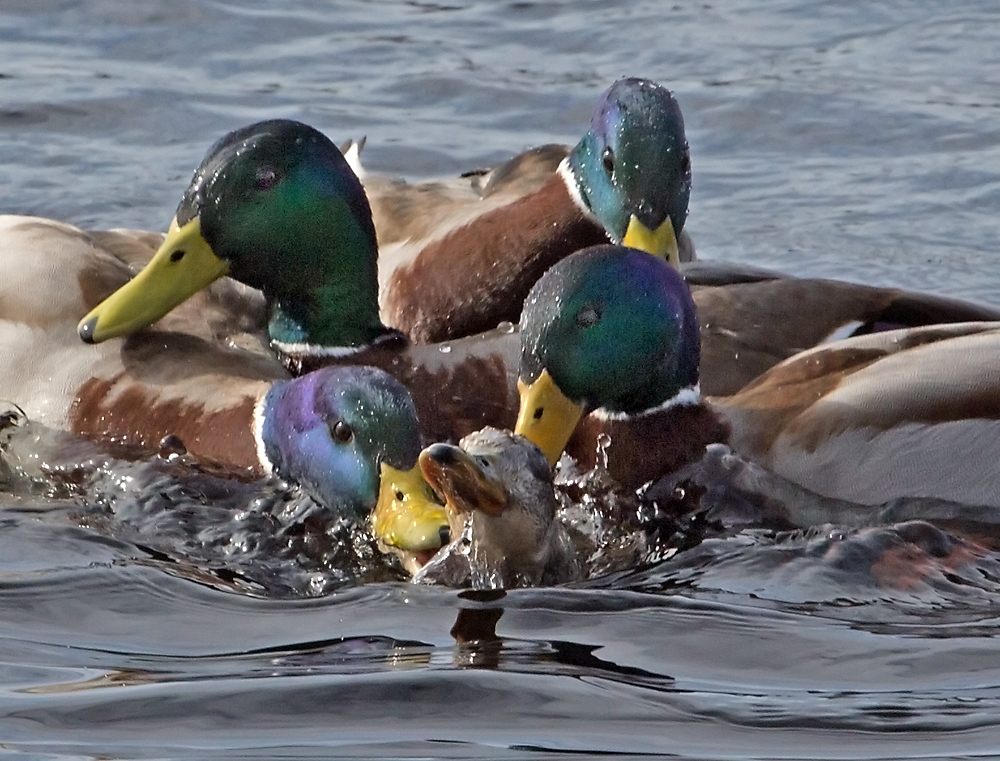 Valokuvaaja: Anna-Liisa Pirhonen