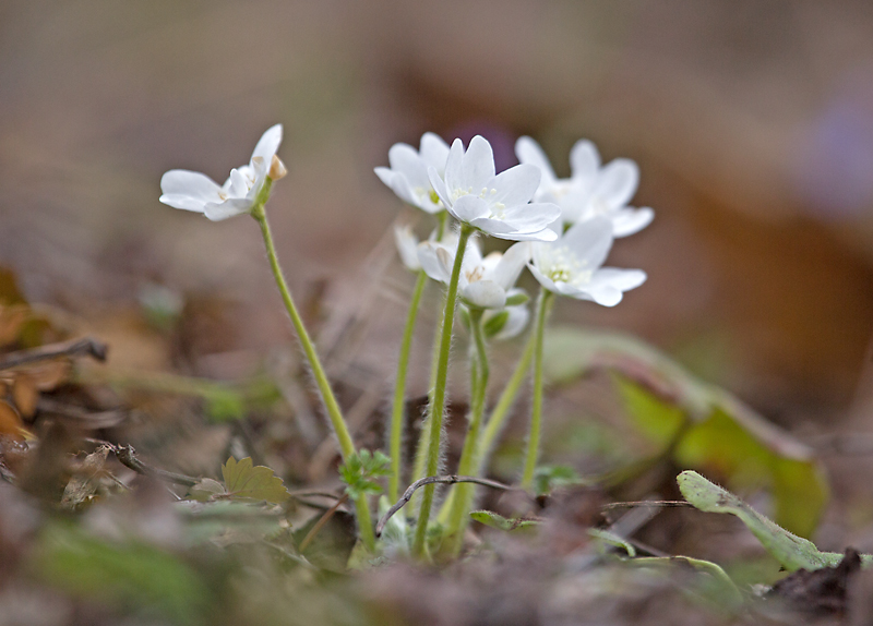 Valokuvaaja: Anna-Liisa Pirhonen
