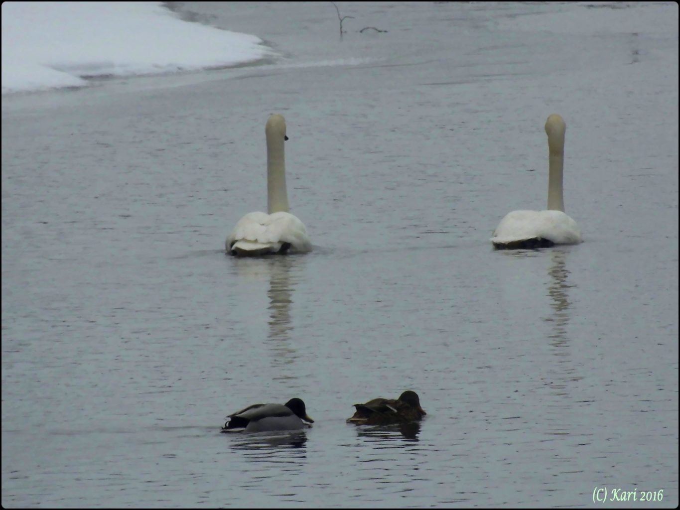 Valokuvaaja: Kari Saarinen