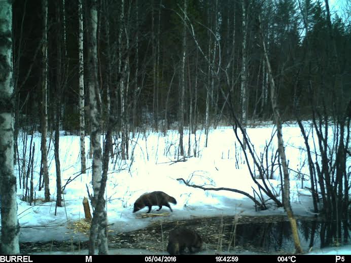 Valokuvaaja: Hannu Rissanen