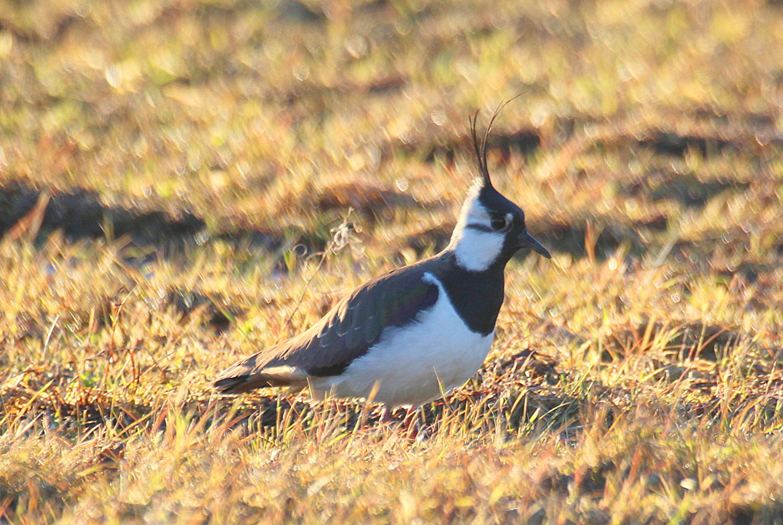 Valokuvaaja: Sirpa Jyske