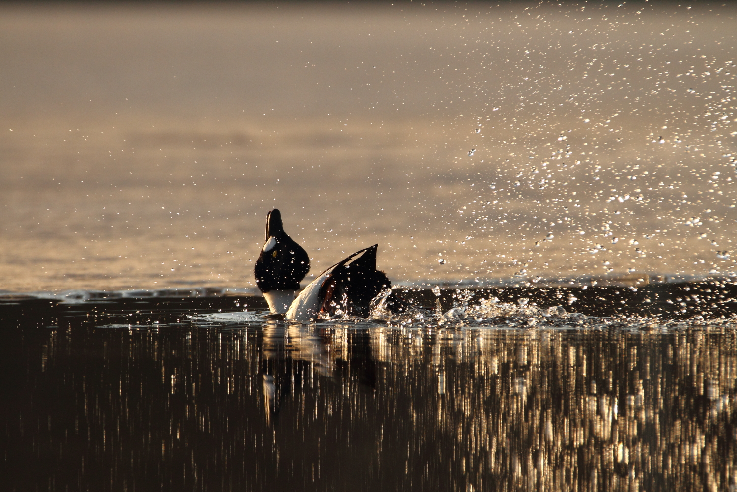 Valokuvaaja: Lasse Kokko