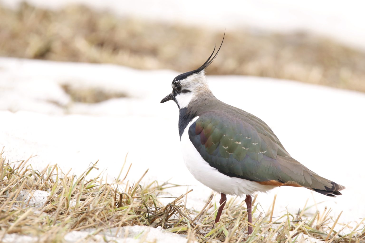 Valokuvaaja: Anne Moilanen