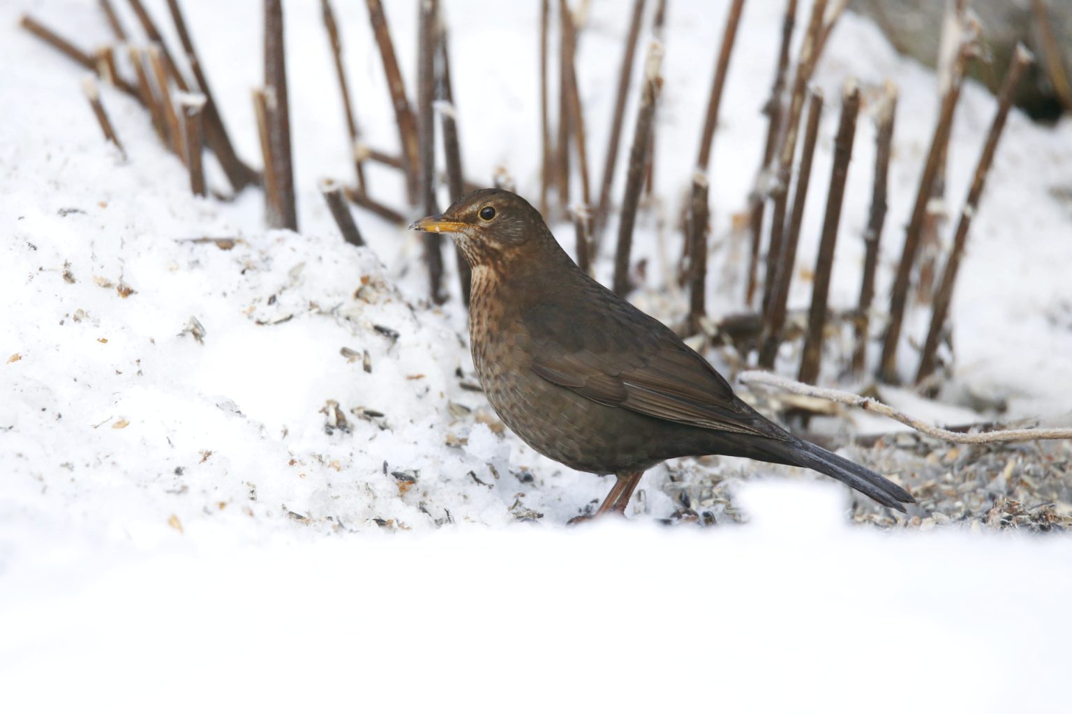 Valokuvaaja: Anne Moilanen