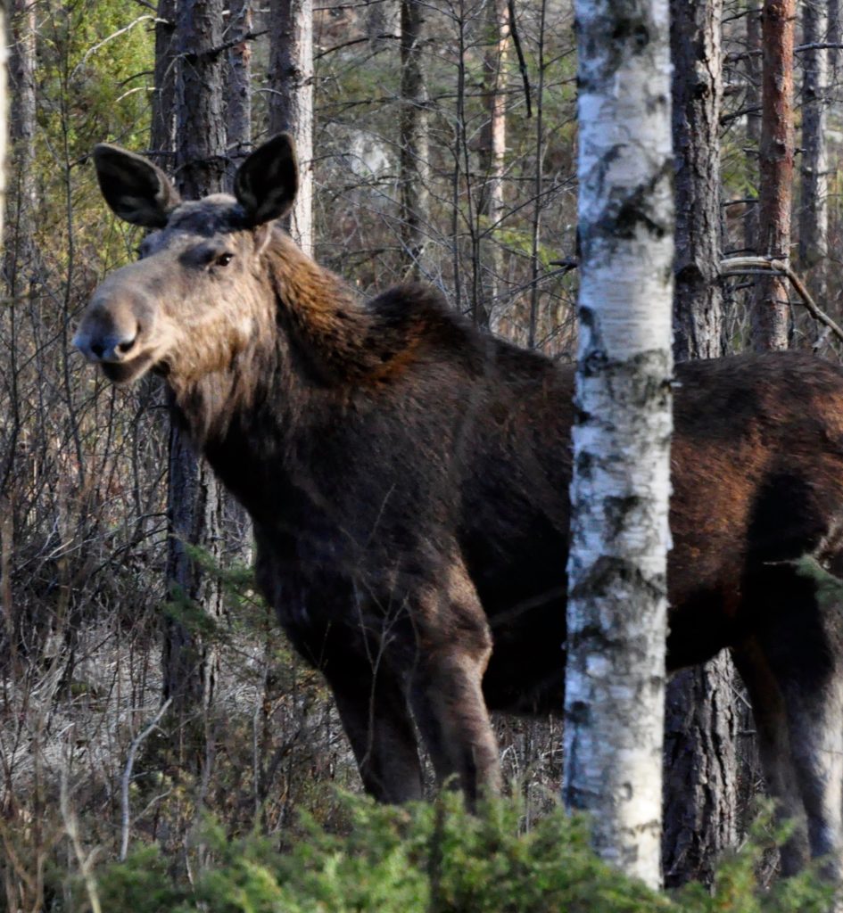 Valokuvaaja: Jenni Merilä