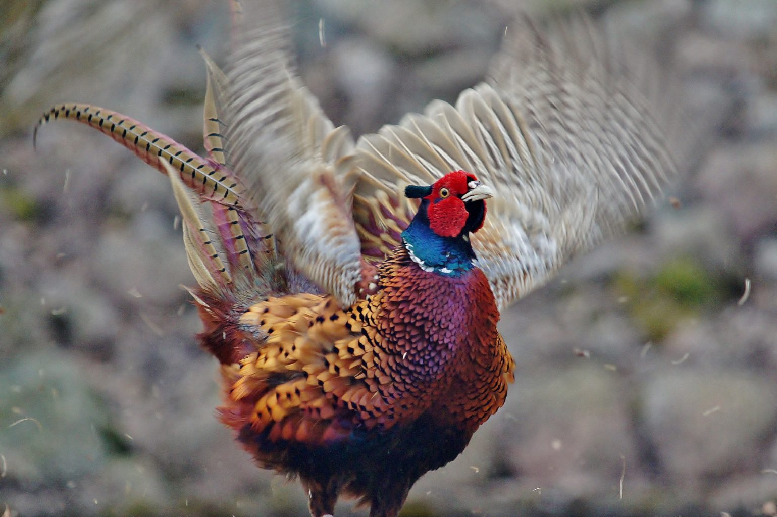 Valokuvaaja: Tuulikki Piikkilä