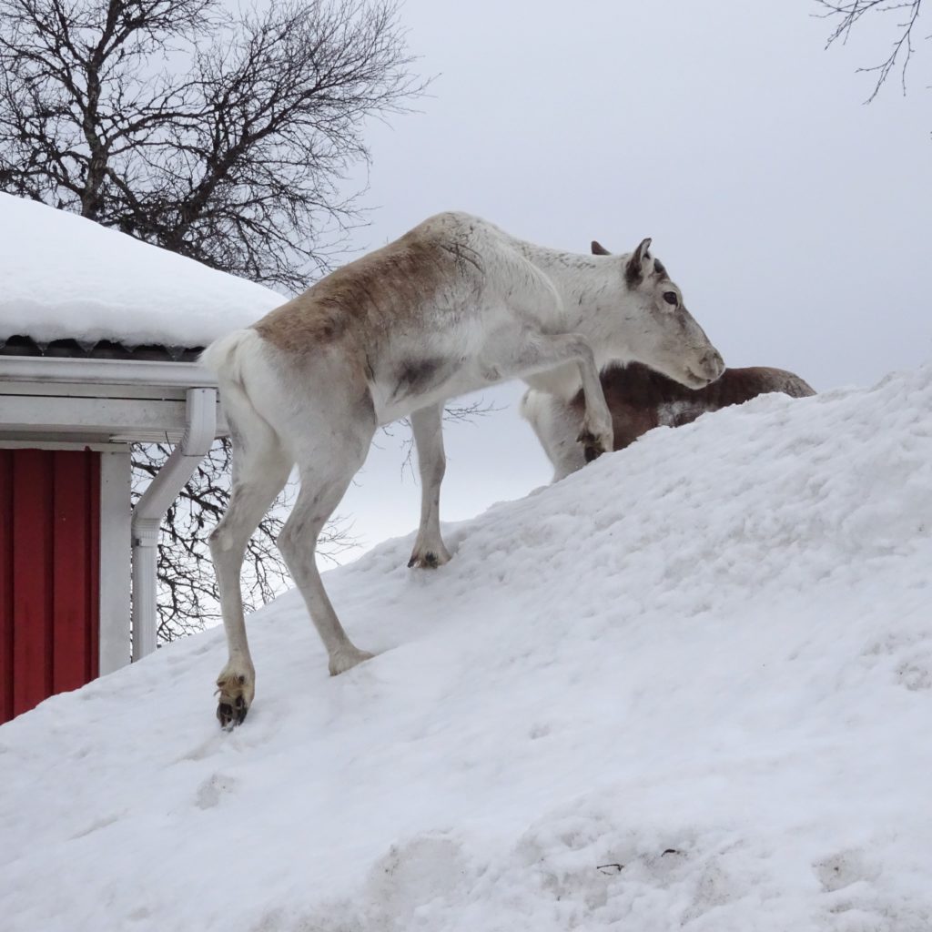 Valokuvaaja: Irja Lehtinen