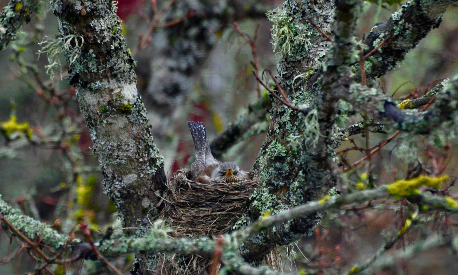 Valokuvaaja: Jenni Merilä