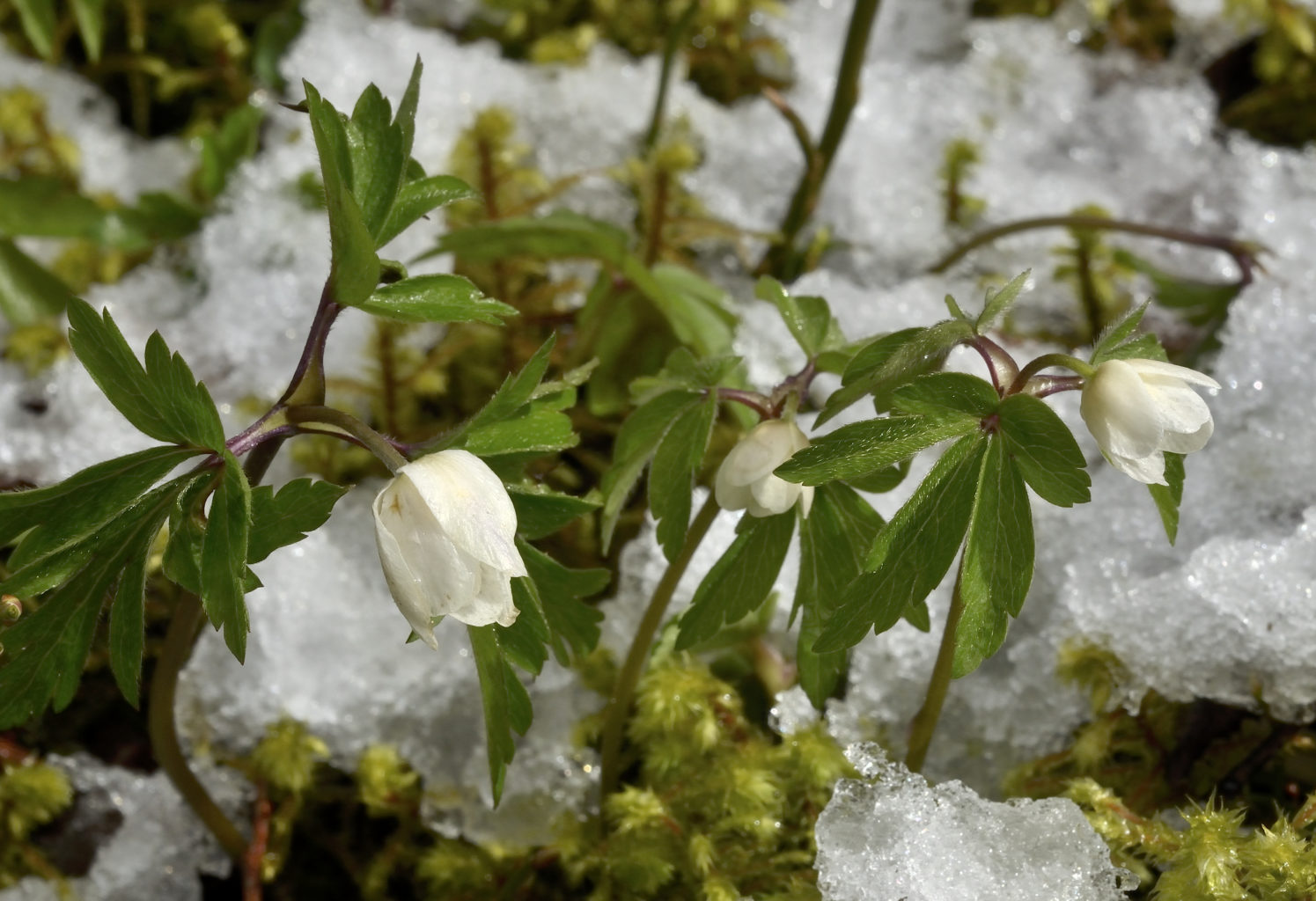Valokuvaaja: Rauno Mäkinen