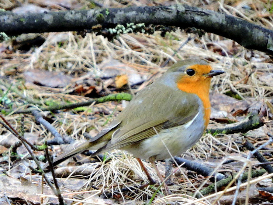 Valokuvaaja: merjaeronen@wippies.com