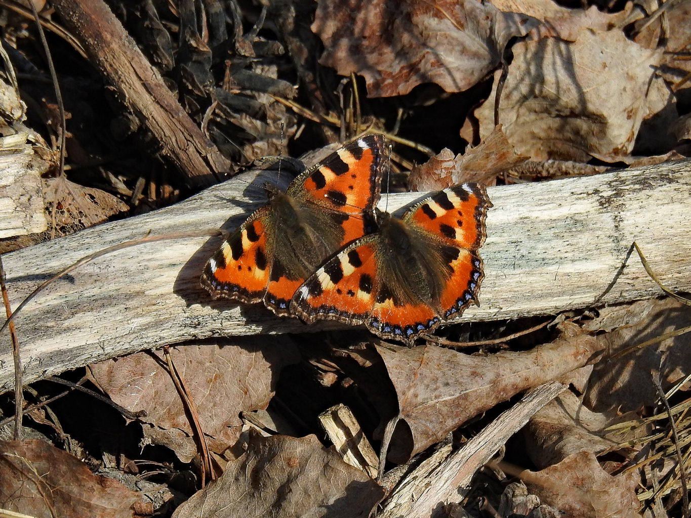 Valokuvaaja: Paavo Siukonen