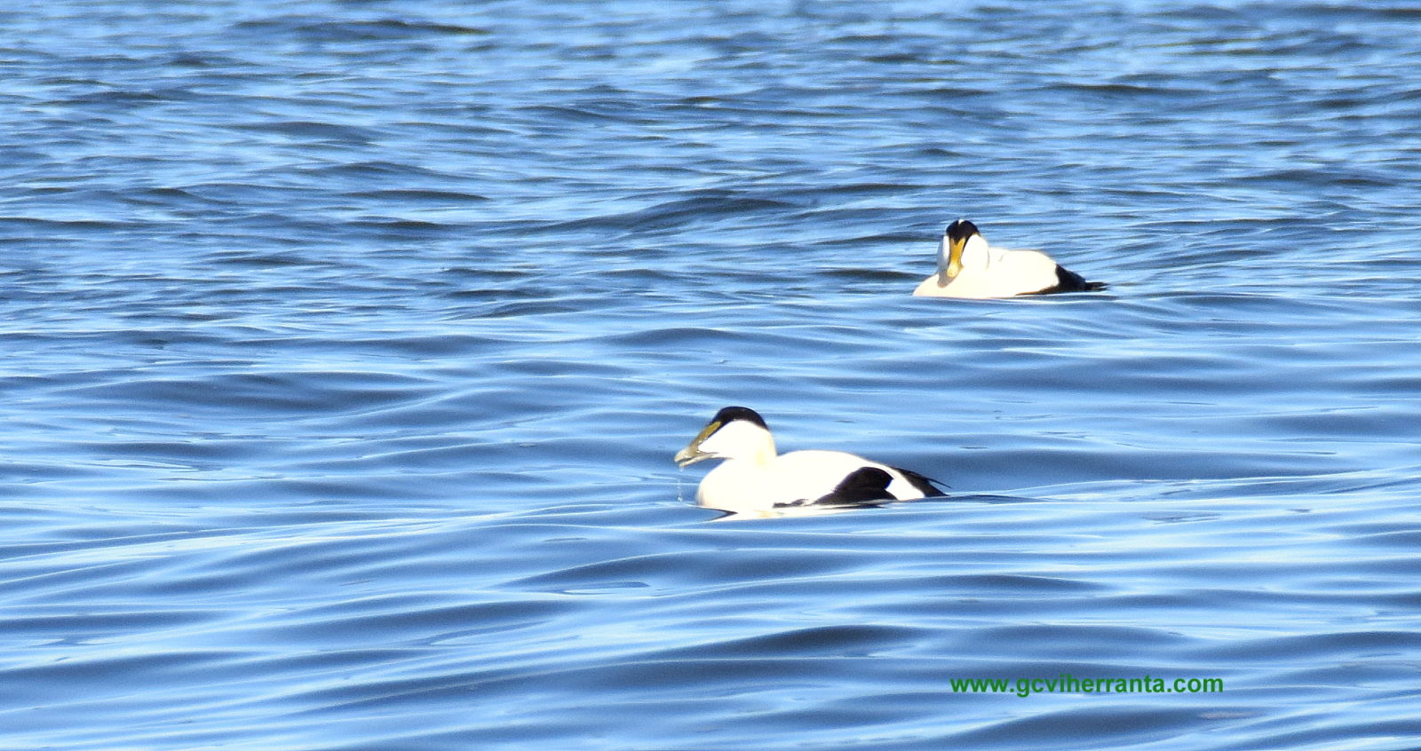 Valokuvaaja: Mika Viherranta