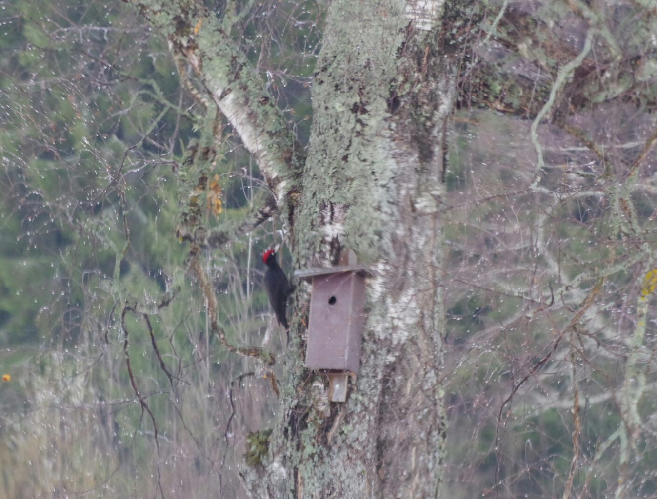 Valokuvaaja: TUULA MAKKONEN