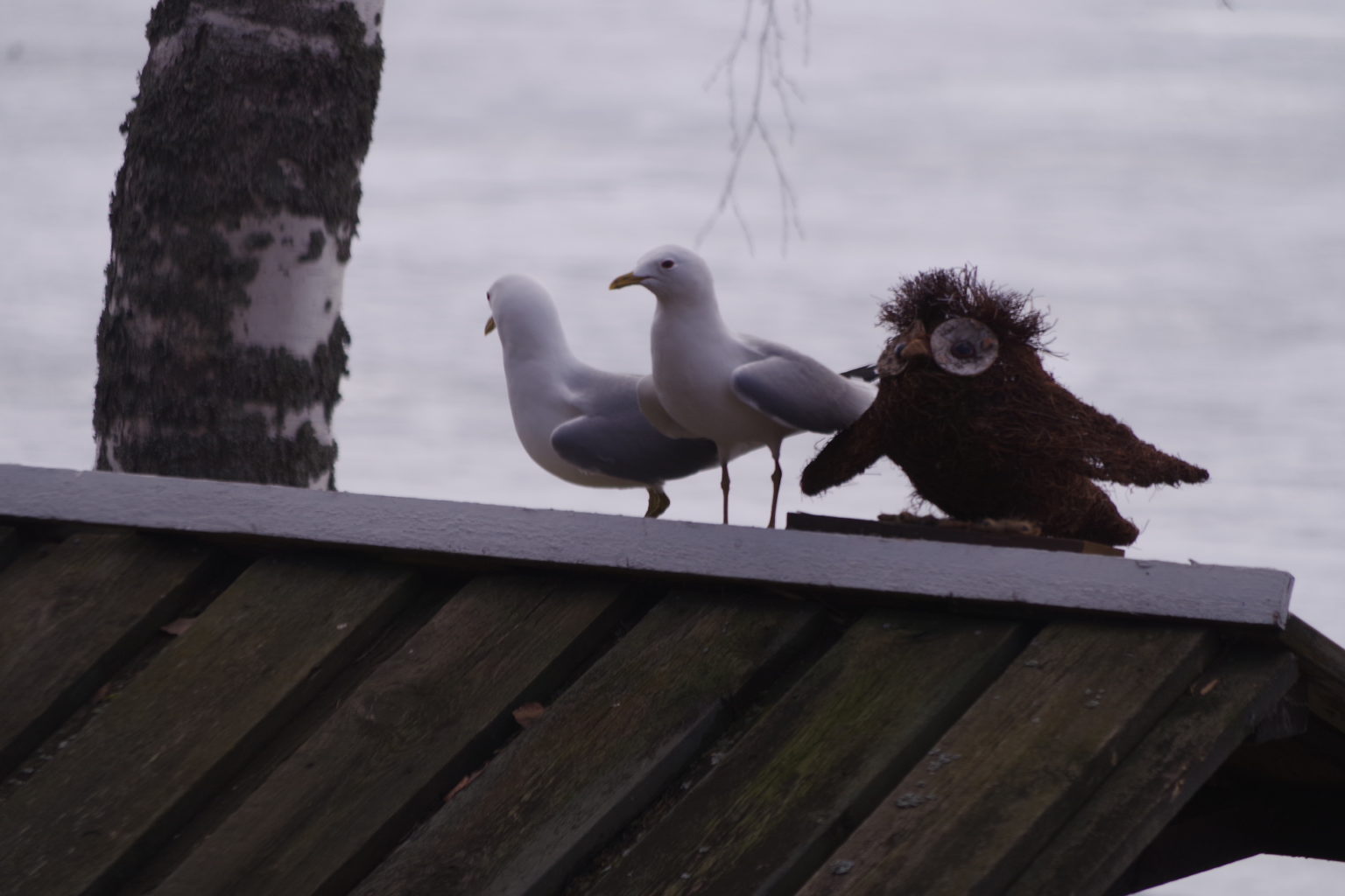 Valokuvaaja: Tuula Makkonen