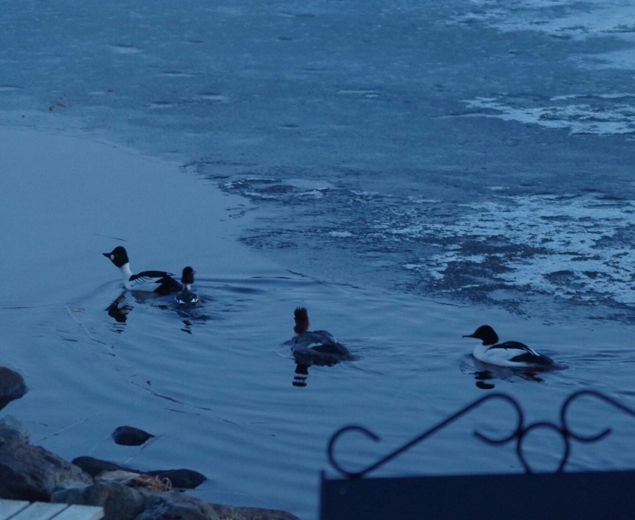 Valokuvaaja: TUULA Makkonen