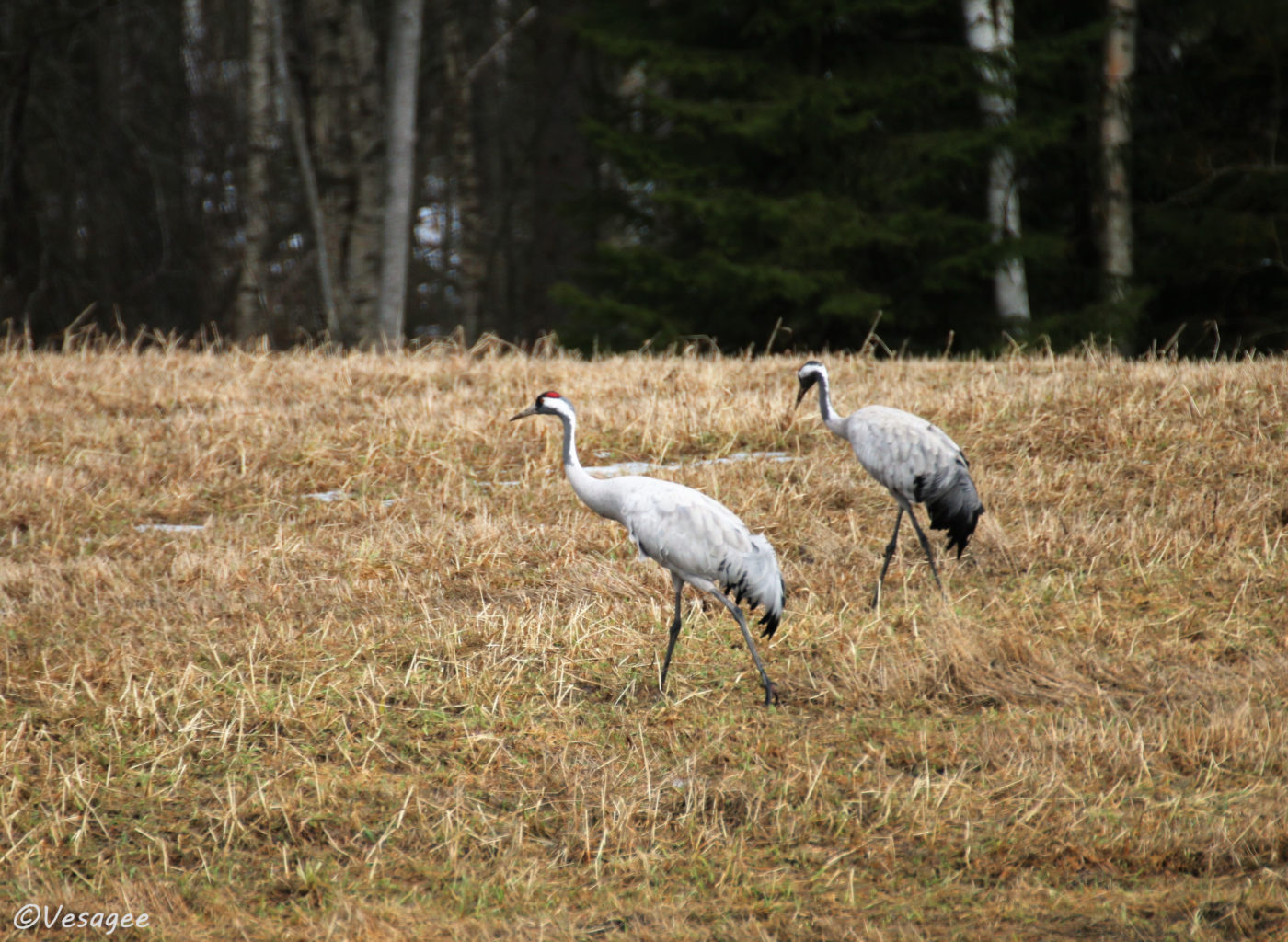 Valokuvaaja: Vesa Grekula