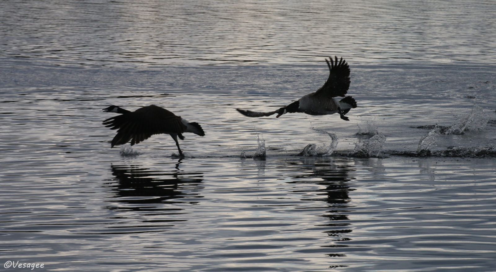 Valokuvaaja: Vesa Grekula