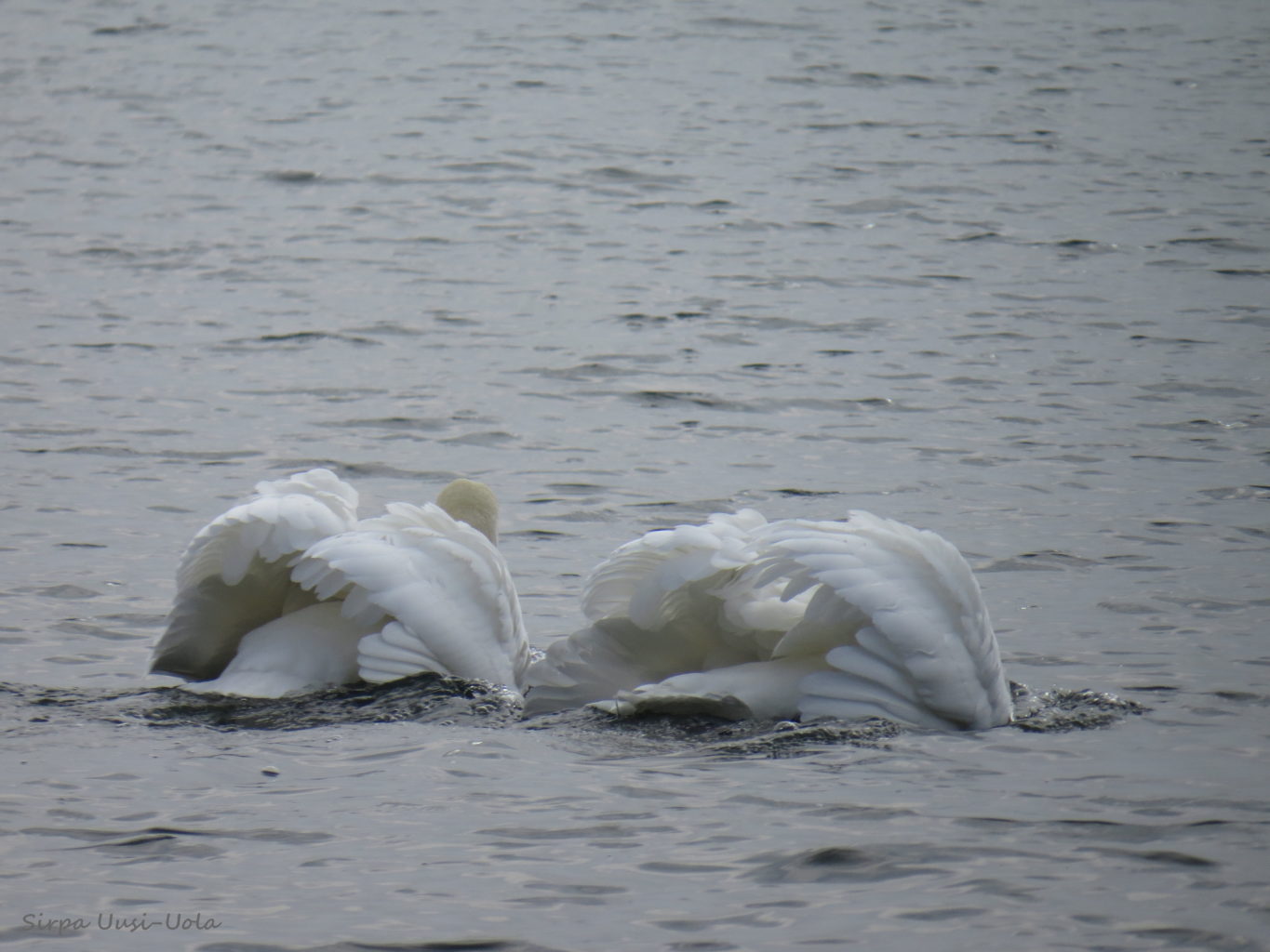 Valokuvaaja: Sirpa Uusi-Uola