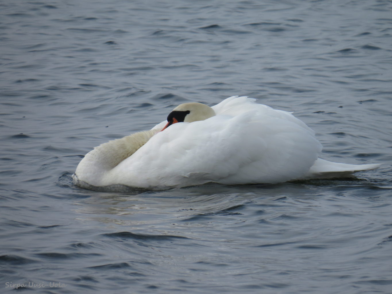 Valokuvaaja: Sirpa Uusi-Uola