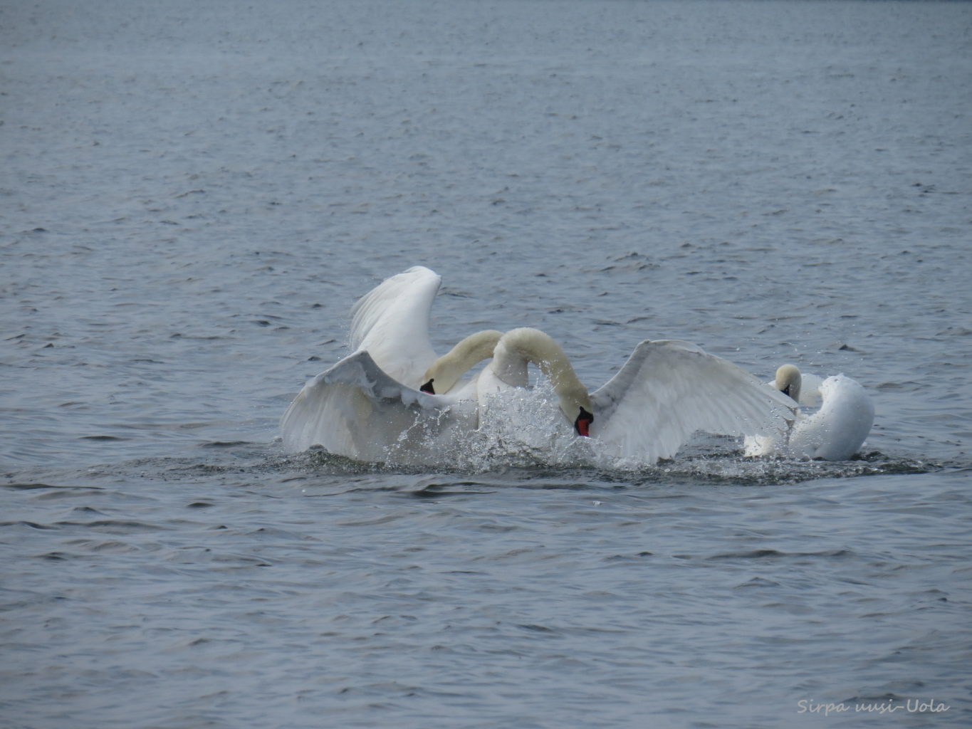 Valokuvaaja: Sirpa Uusi-Uola