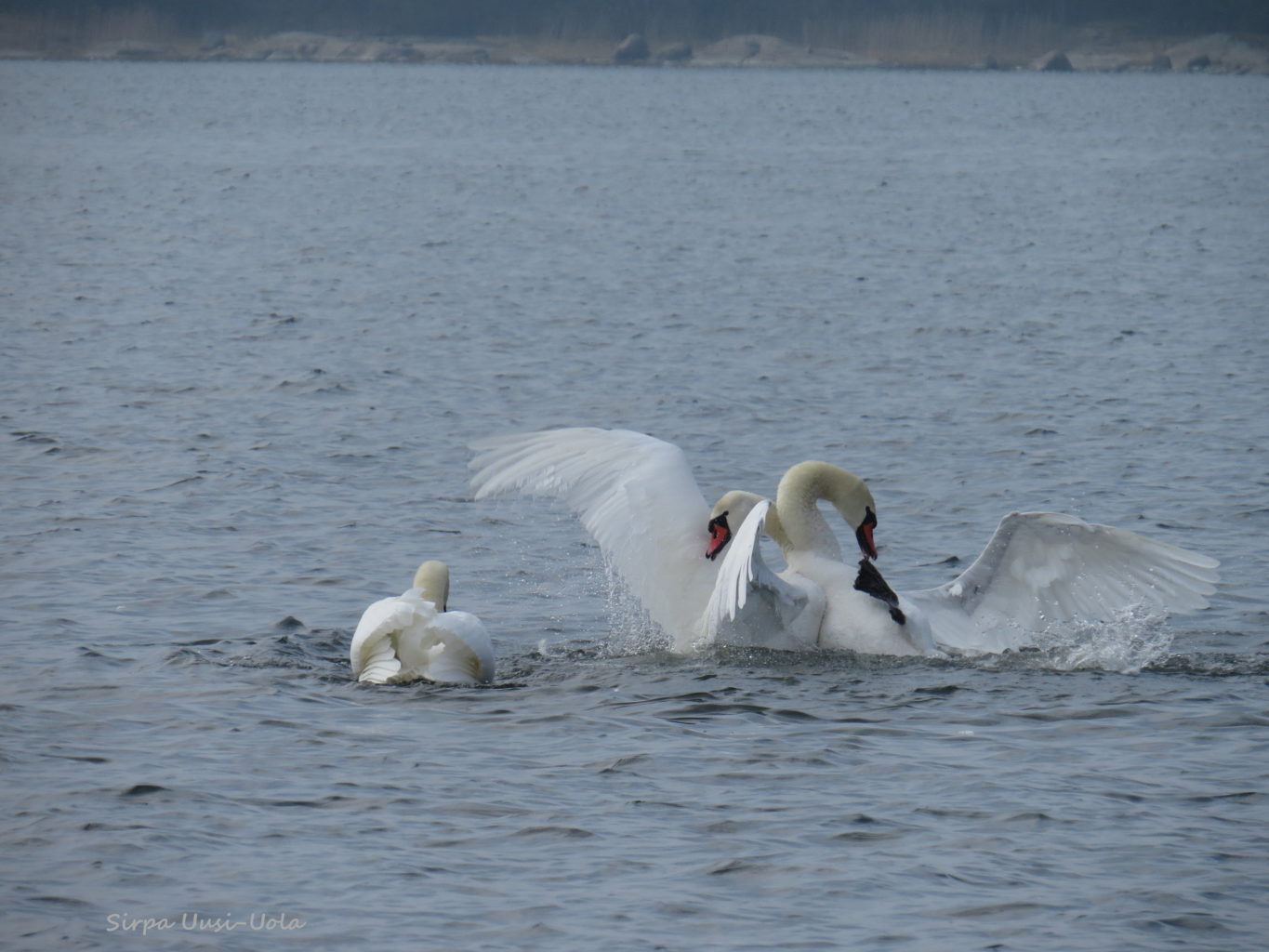 Valokuvaaja: Sirpa Uusi-Uola