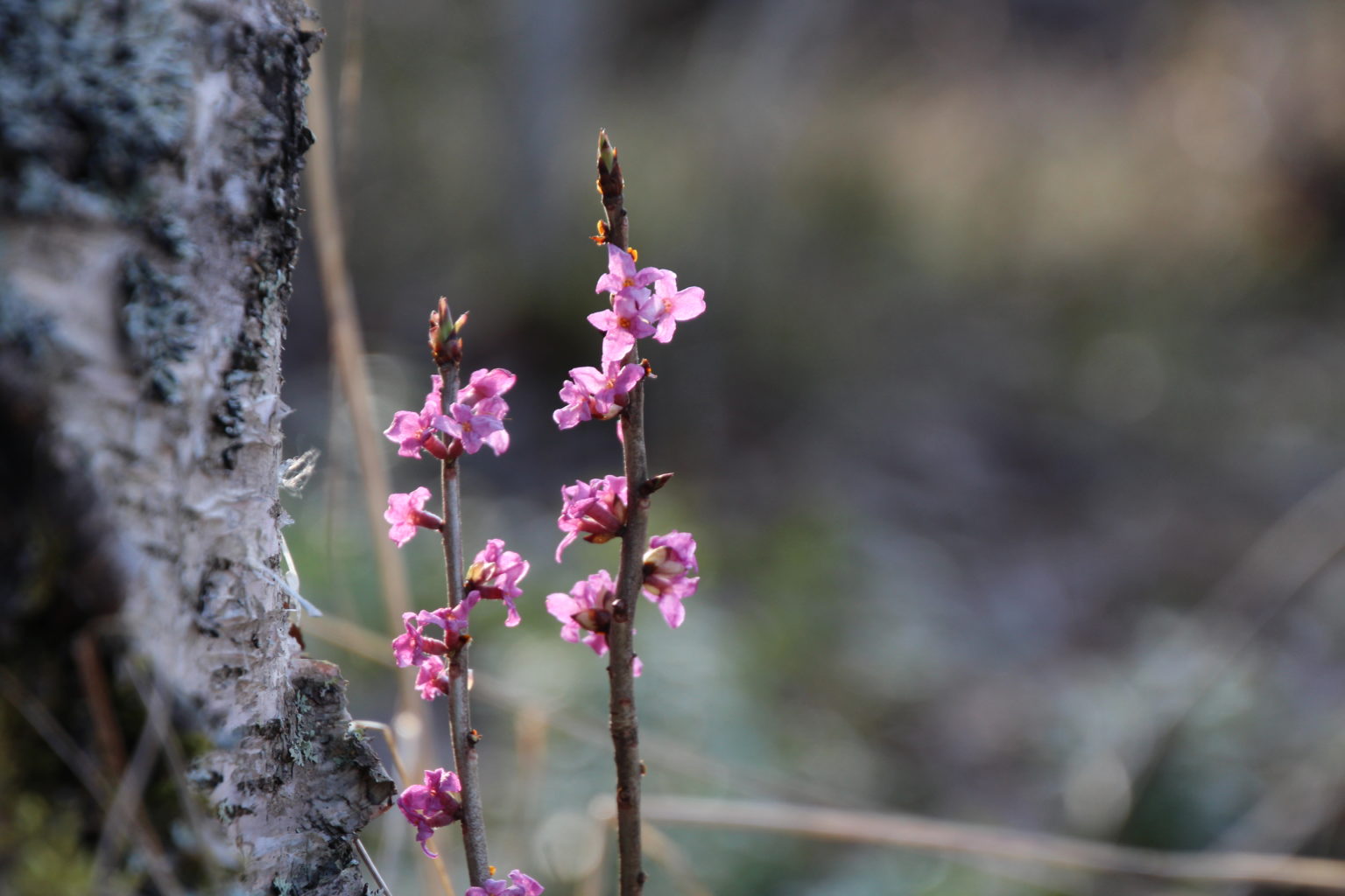 Valokuvaaja: Tiina Laihanen