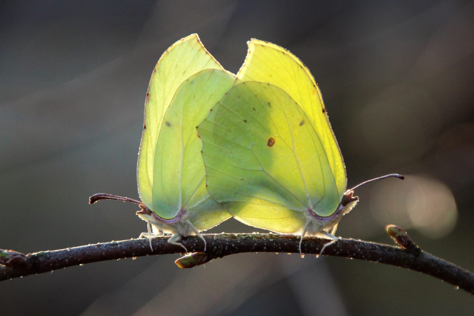 Valokuvaaja: Tiina Laihanen