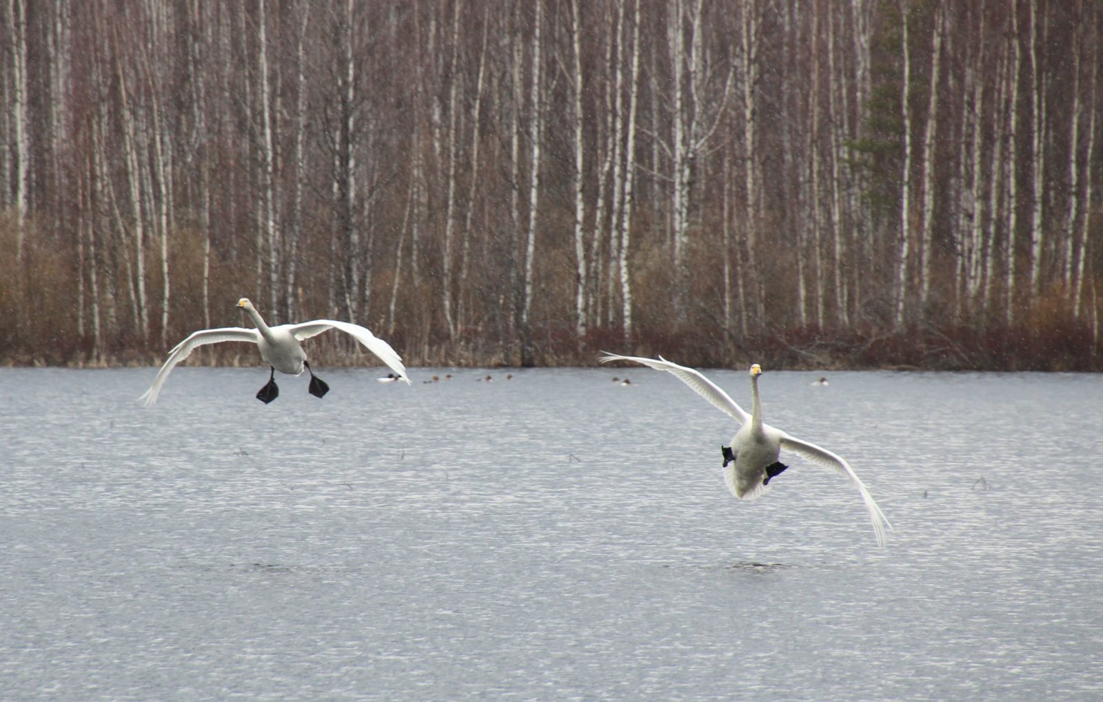 Valokuvaaja: Tiina Laihanen