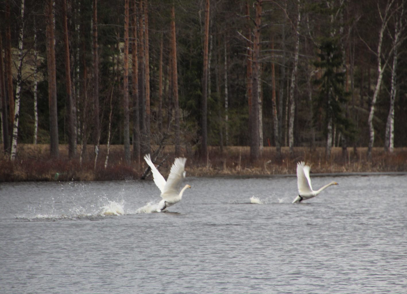 Valokuvaaja: Tiina Laihanen