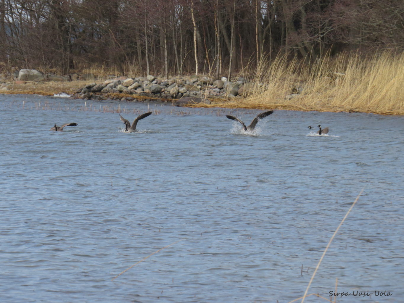 Valokuvaaja: Sirpa Uusi-Uola Valokuvaaja: Sirpa Uusi-Uola
