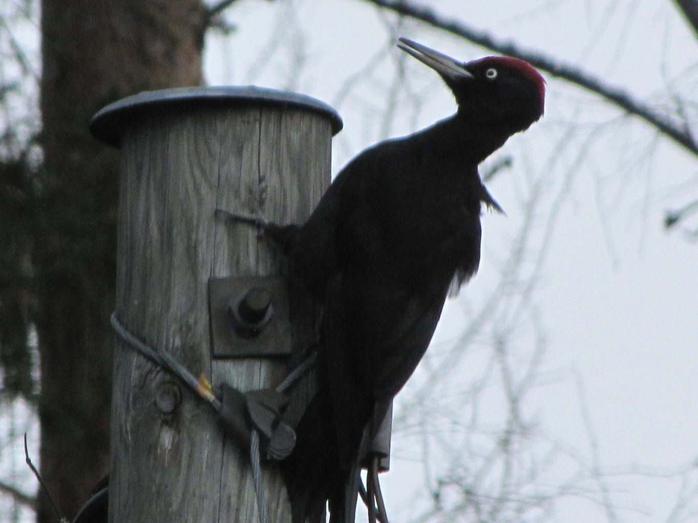 Valokuvaaja: Tuula Makkonen