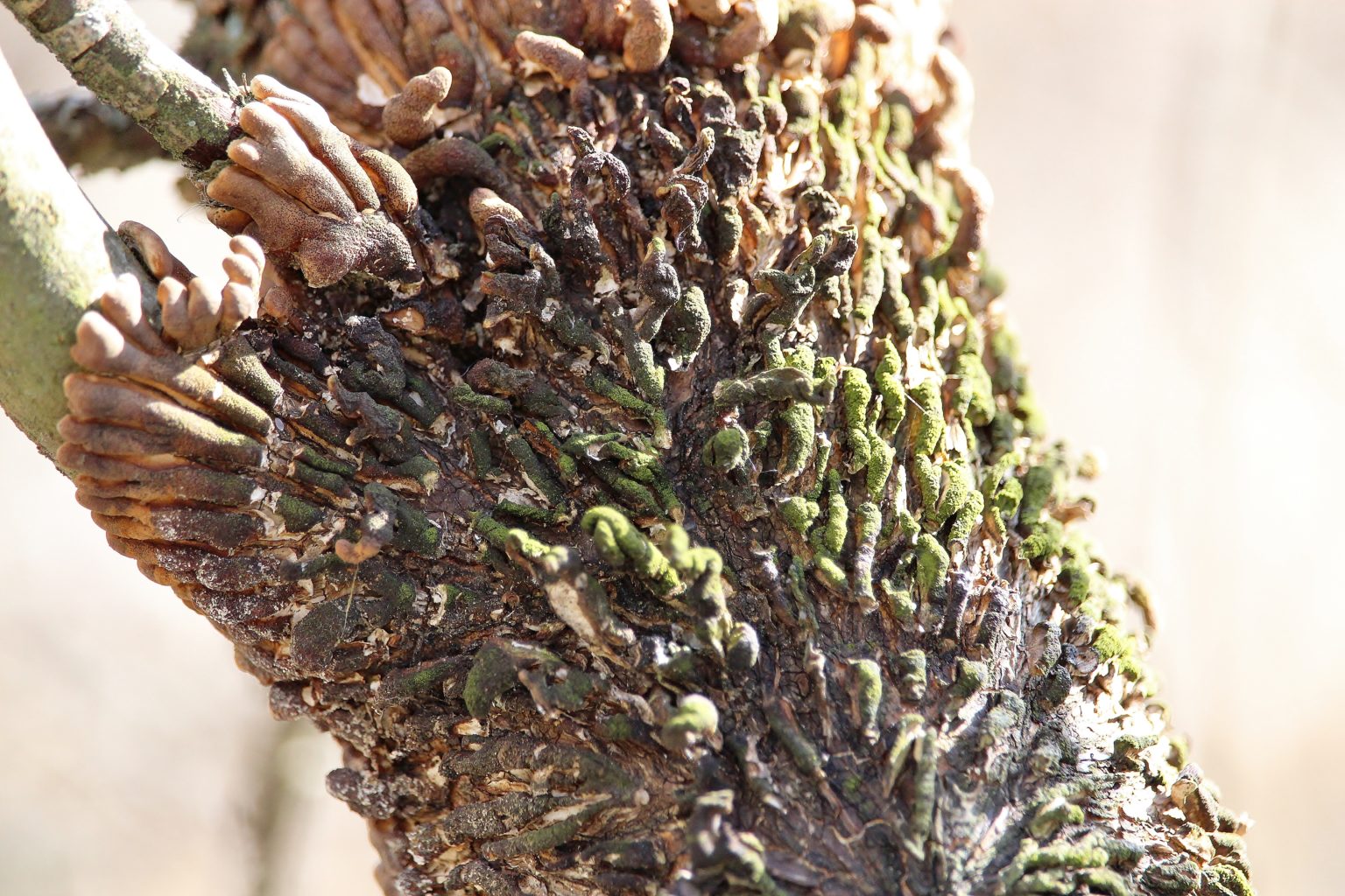 Valokuvaaja: Tuulikki Piikkilä