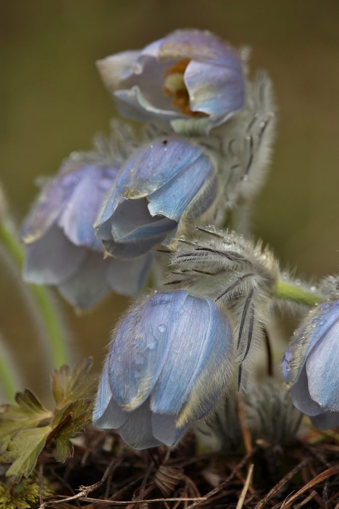 Valokuvaaja: Tuulikki Piikkilä Valokuvaaja: Tuulikki Piikkilä