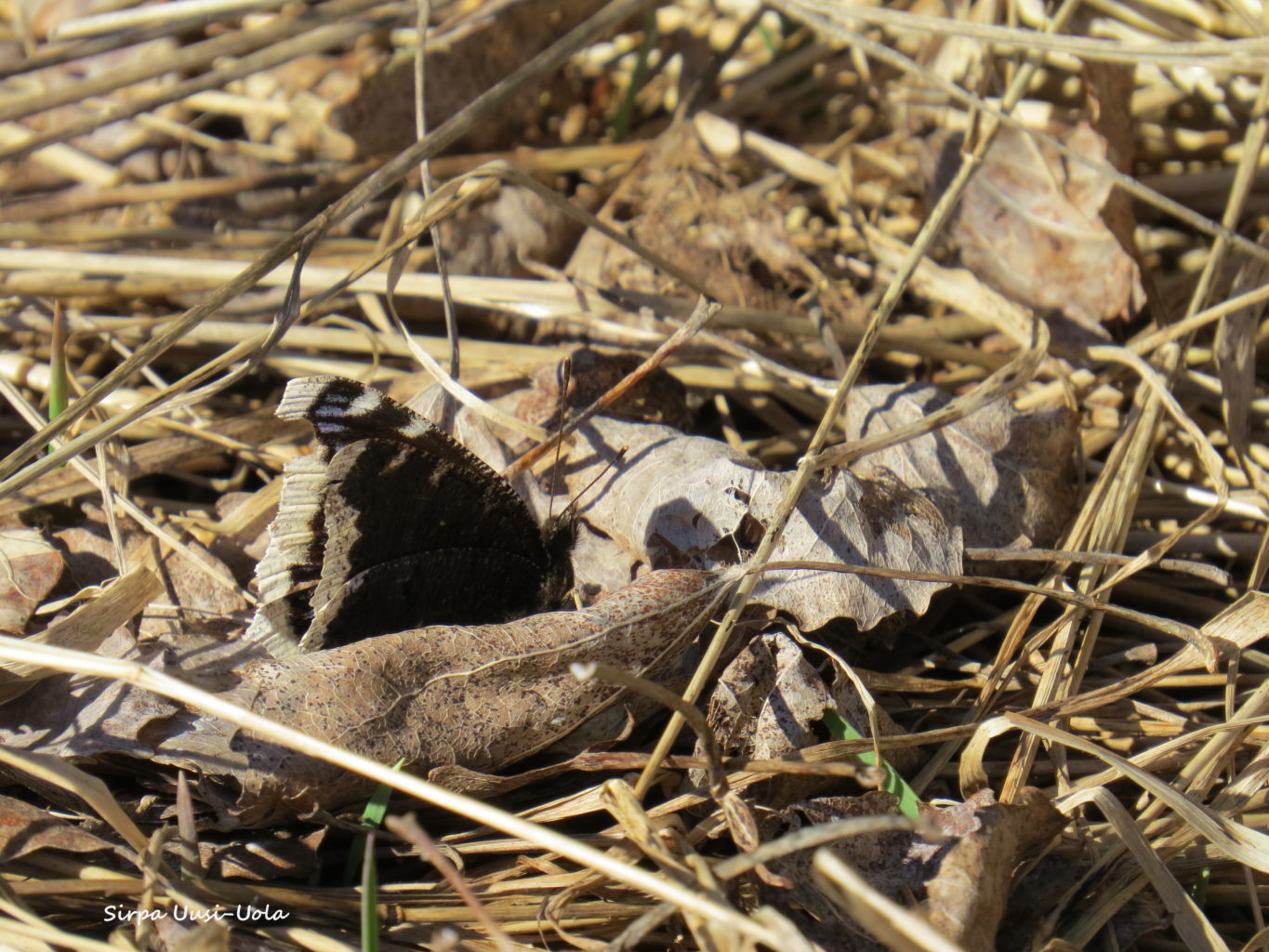 Valokuvaaja: Sirpa Uusi-Uola