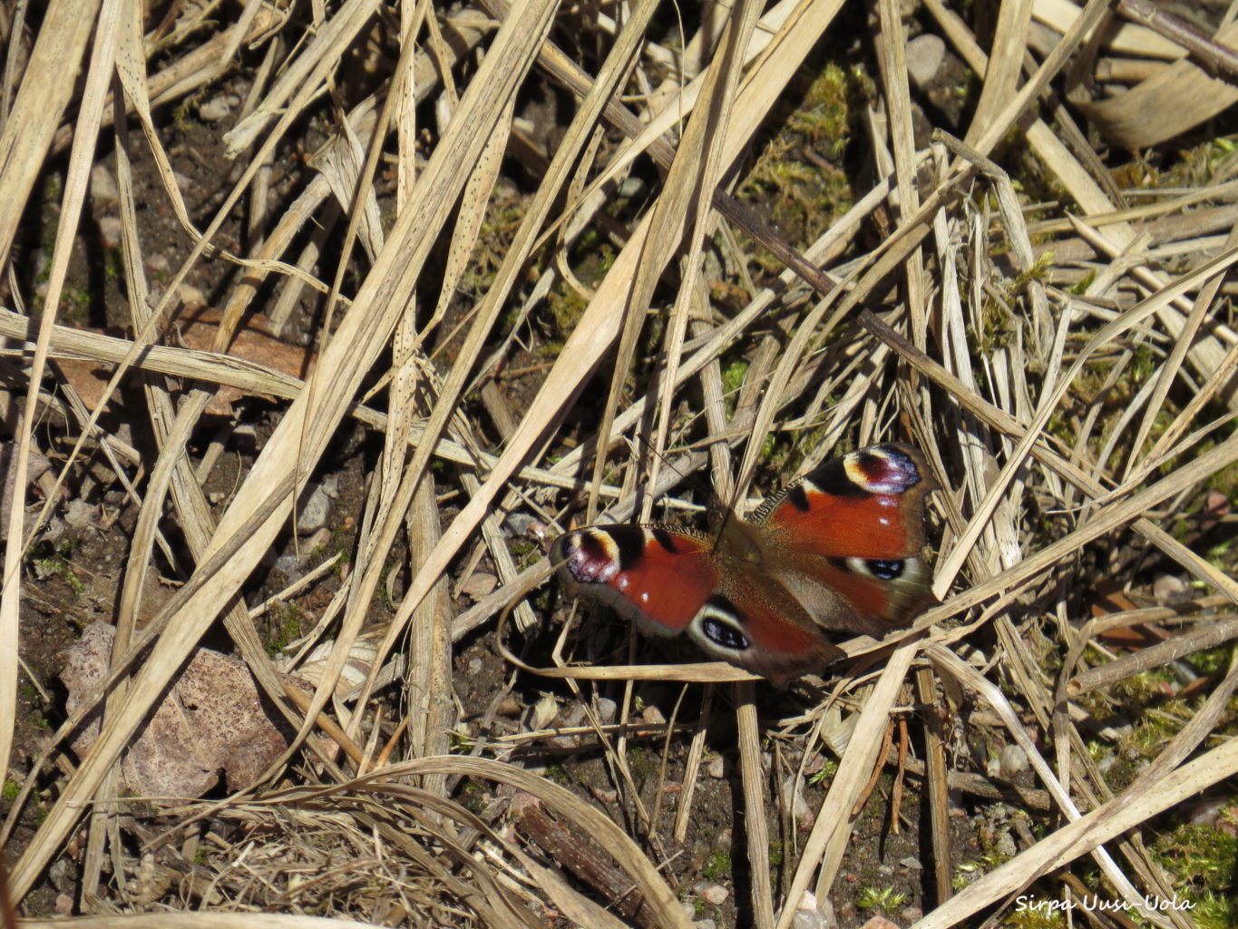 Valokuvaaja: Sirpa Uusi-Uola