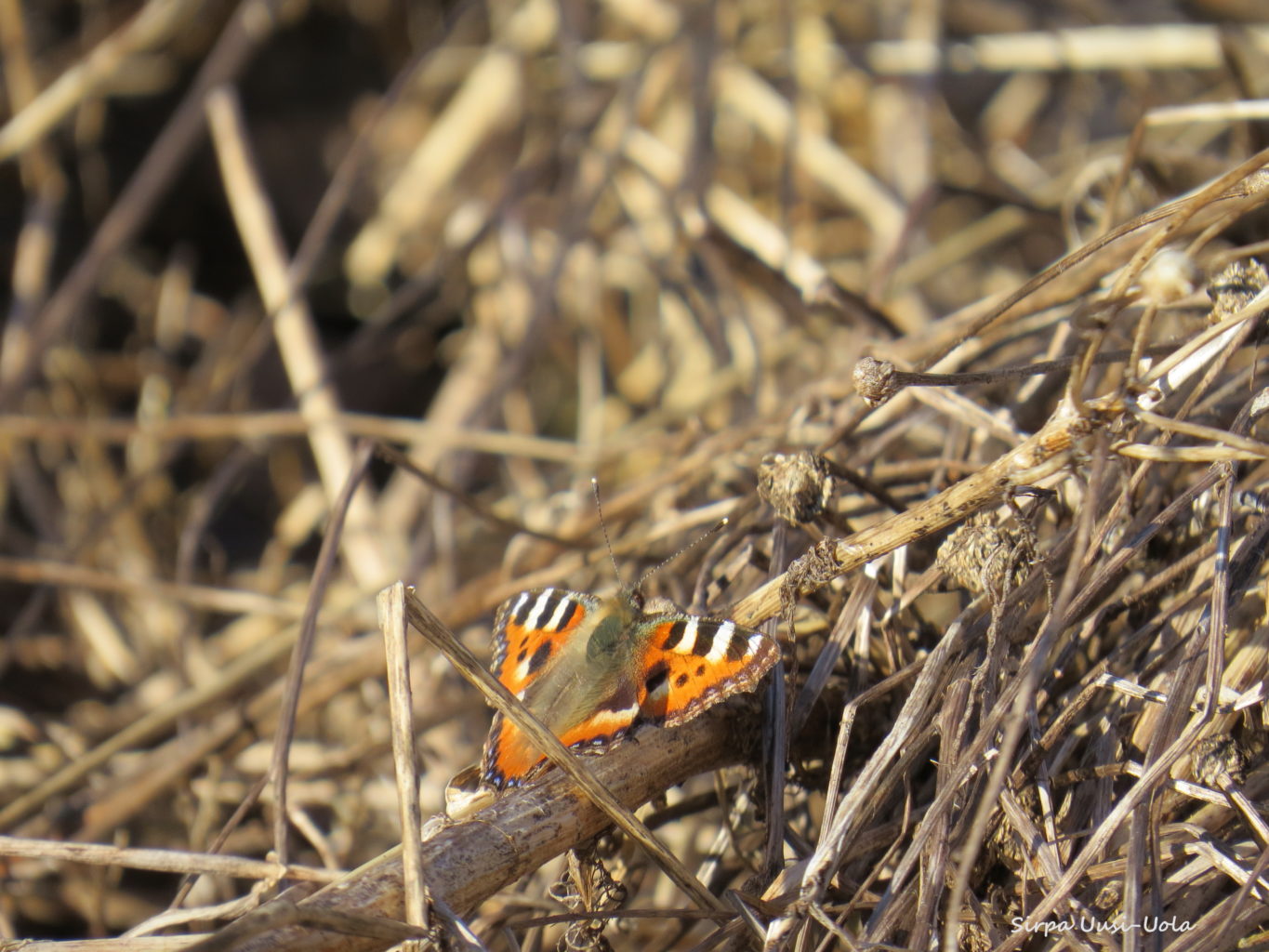 Valokuvaaja: Sirpa Uusi-Uola