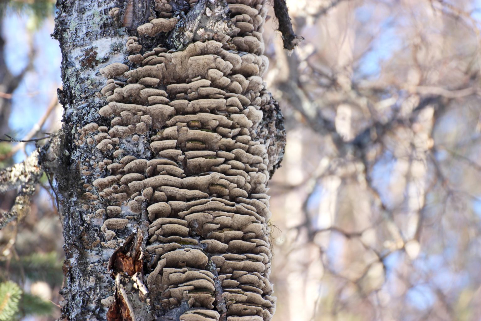 Valokuvaaja: Irja lehtinen