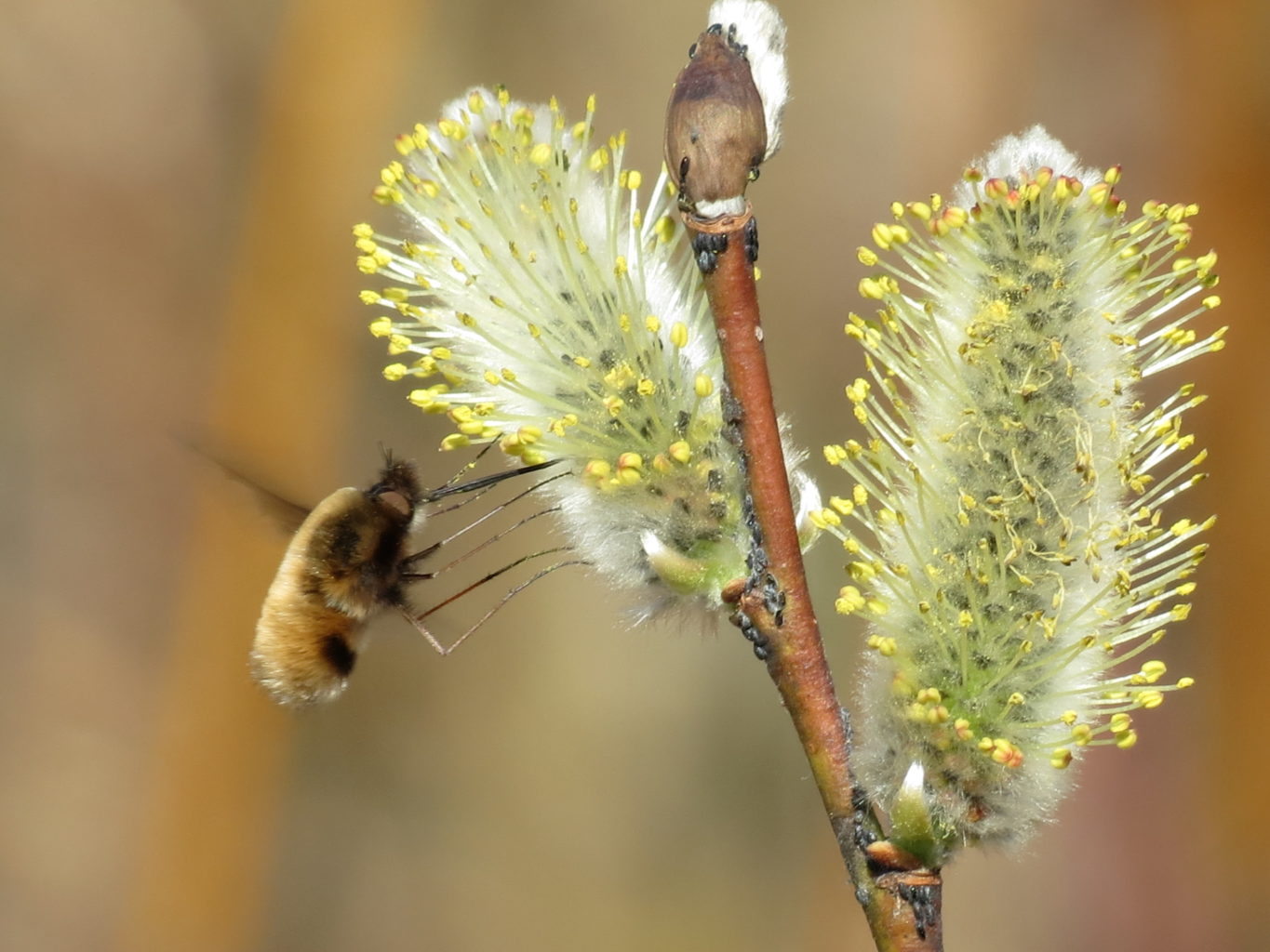 Valokuvaaja: Päivi Torkki