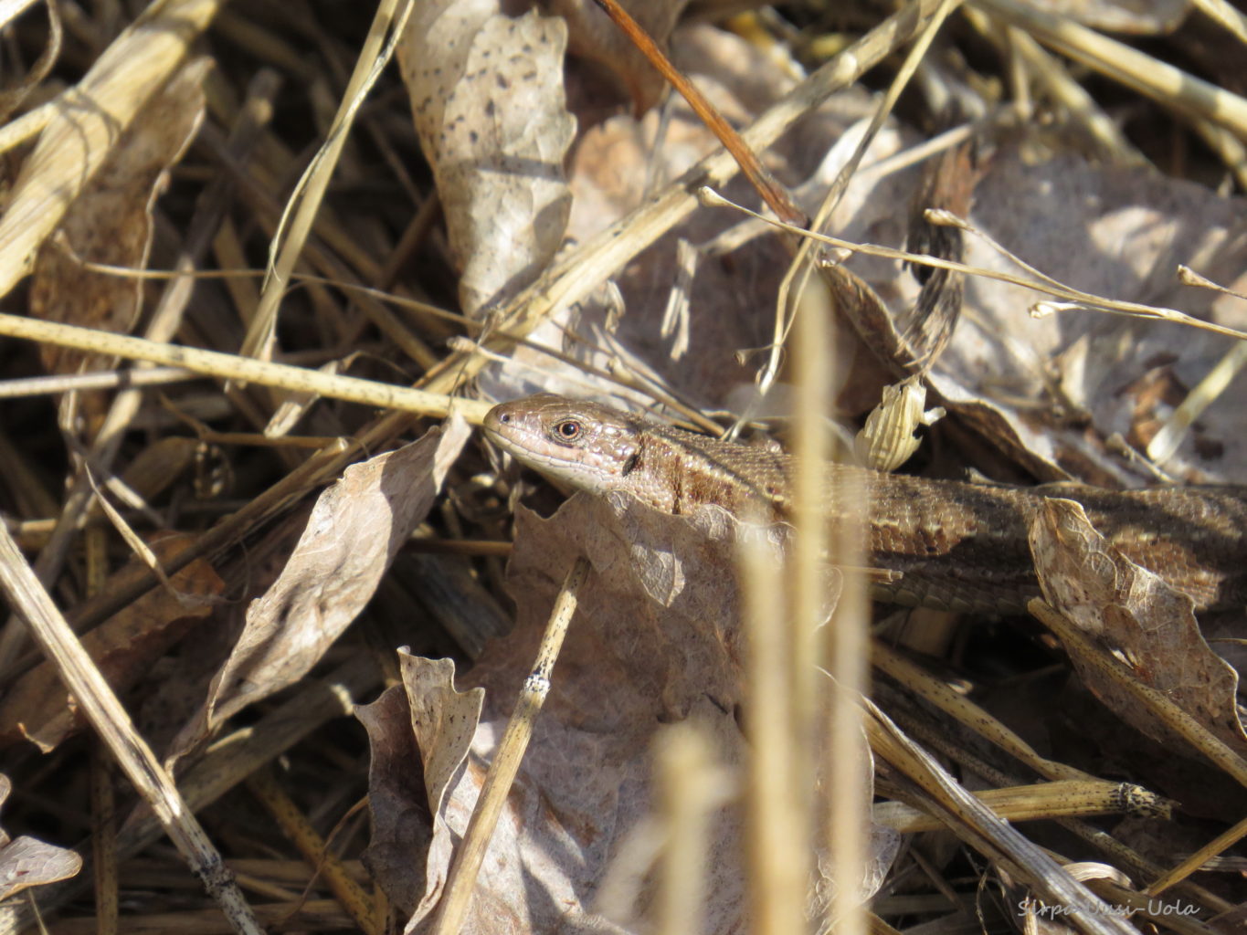 Valokuvaaja: Sirpa Uusi-Uola