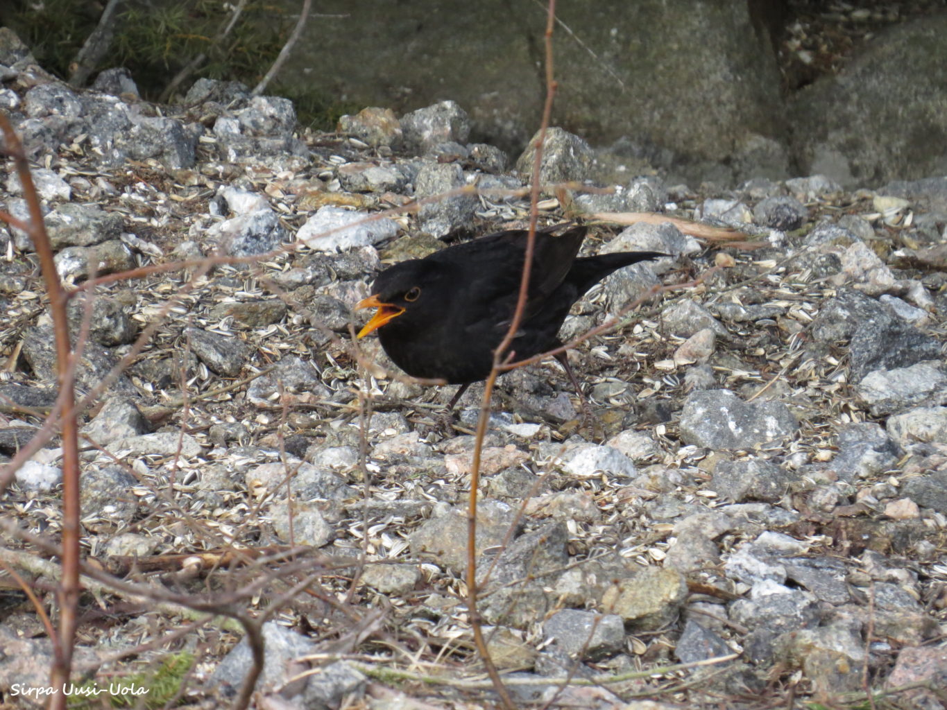 Valokuvaaja: Sirpa Uusi-Uola