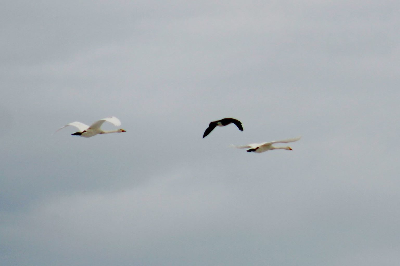 Valokuvaaja: Pirkko Siukonen