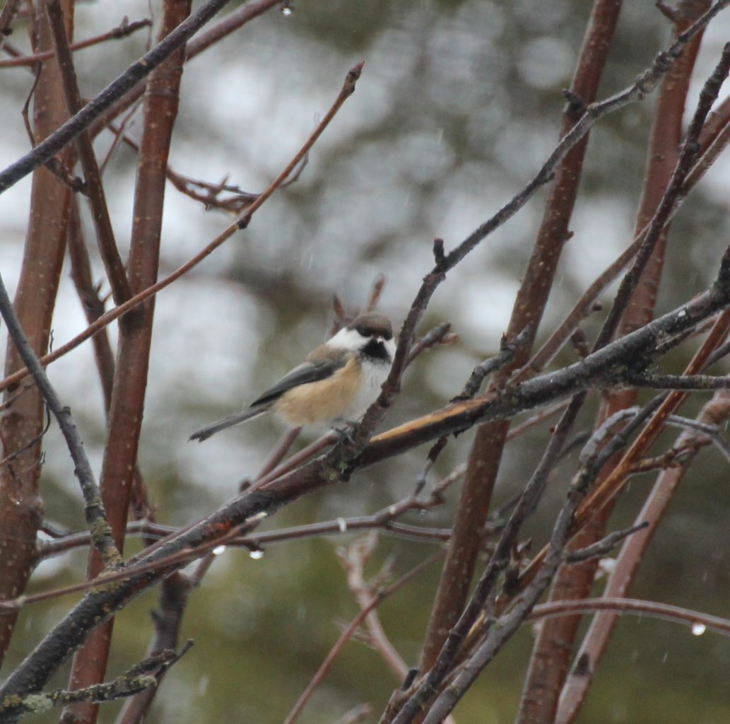 Valokuvaaja: Irja Lehtinen