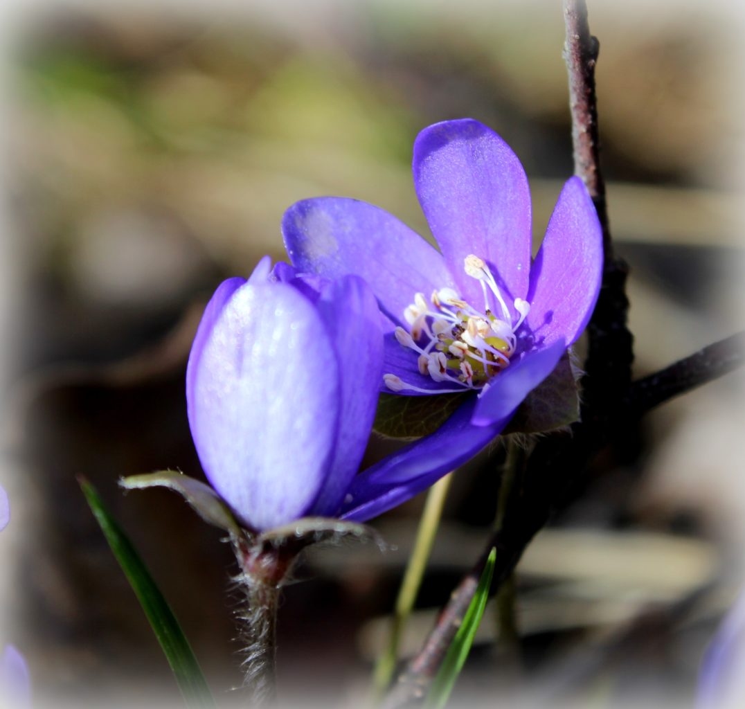 Valokuvaaja: Irja lehtinen